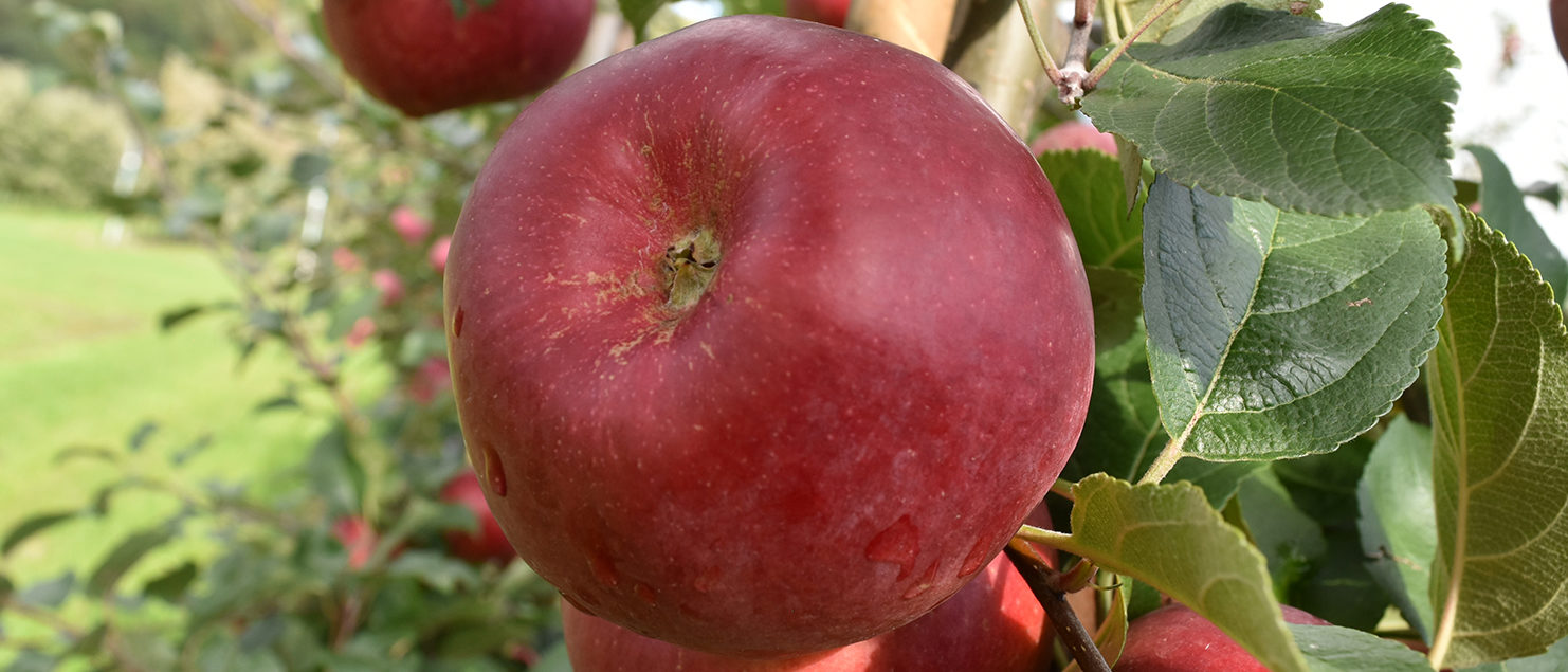 Rusticana Apfel am Baum