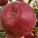 Rusticana Apfel am Baum