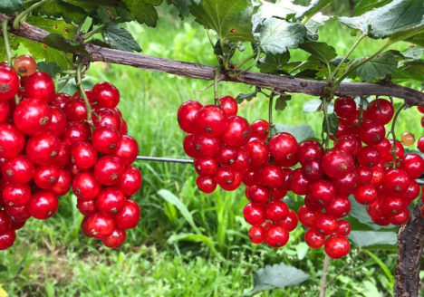 rote und weiße Johannisbeeren