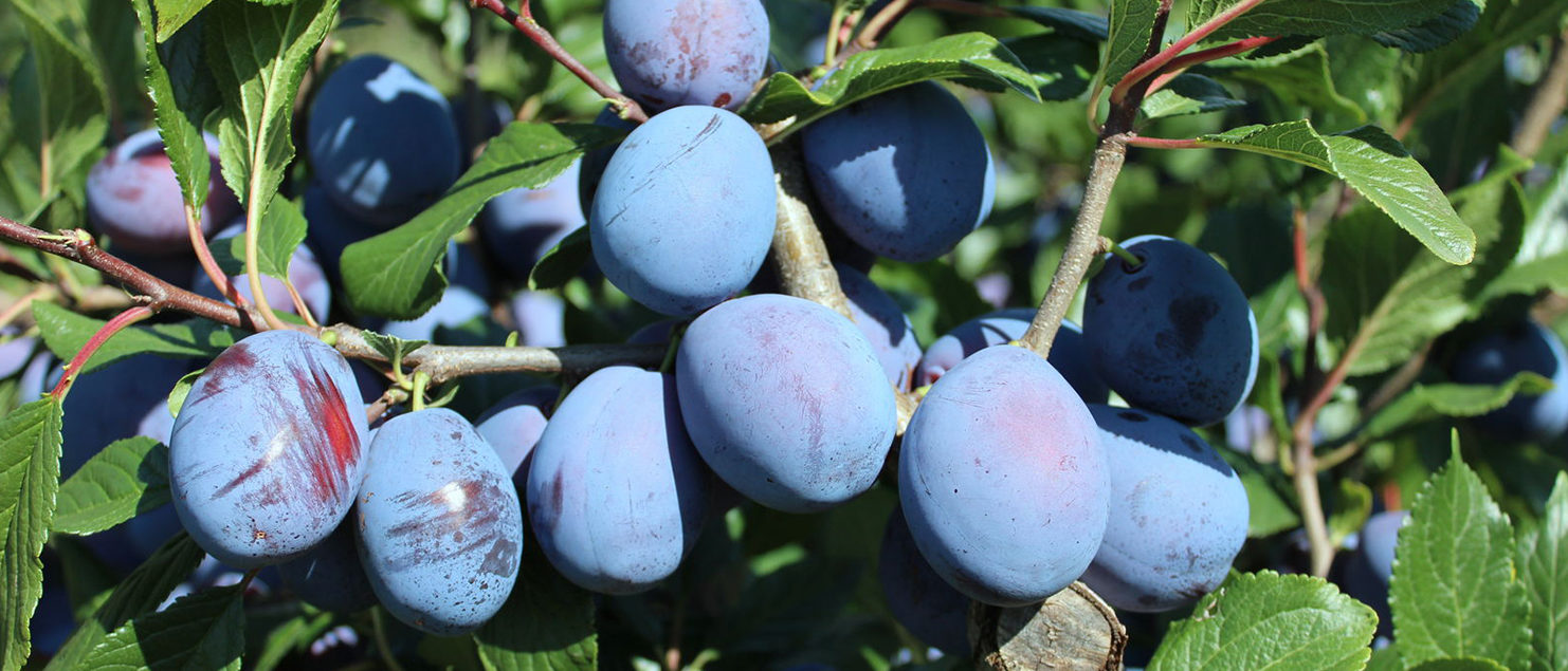 Haroma - die Aromatische