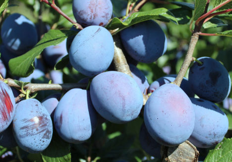 Haroma - die Aromatische