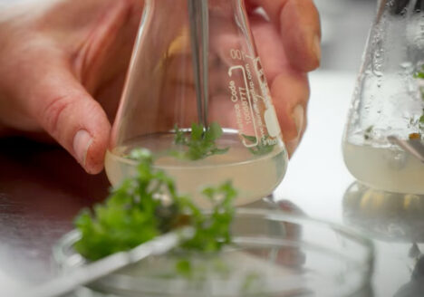 Lehrfilm, Züchtung, Forschung, neue Obstsorten, VŠÚO HOLOVOUSY