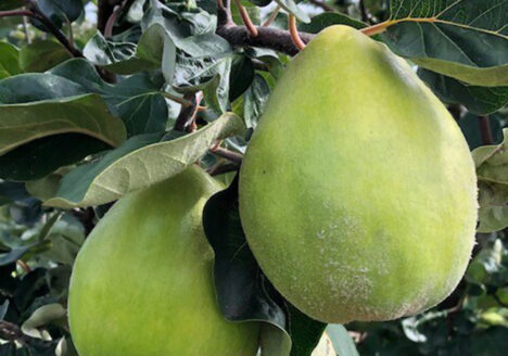 Heilpflanze Quitte, Quitten der Quittensorte Cydora Robusta hängen am Ast am Quittenbaum