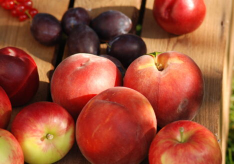 Äpfel, Pflaunen, Nekatrine und Johannisbeeren auf Holz, Öko Obst, Bio Obst