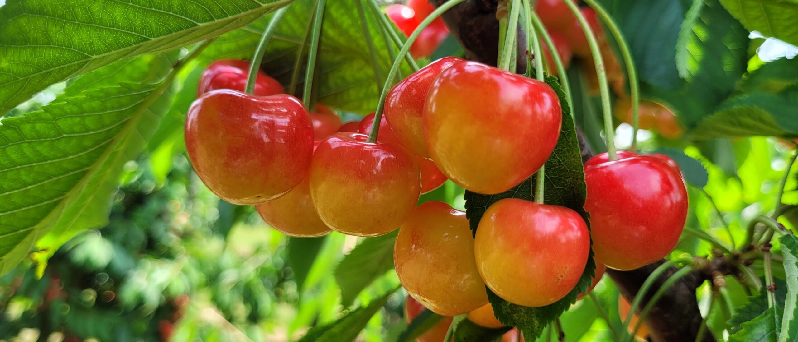 Die zweifarbige Süßkirsche Papillon® hängt zwischen Blättern am Baum, 48. Bundessteinobstseminar