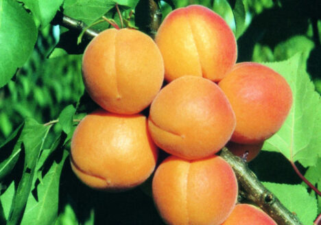 Frau Dr. Buchter-Weisbrot Artikel aus der Obstbau Zeitschrift 04/23 Sensible Sonnenfrucht Aprikose: kein „kleiner, frühzeitiger Pfirsich“