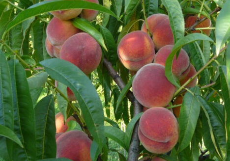 Kräuselkrankheit, resistent, Pfirsich, unempfindlich