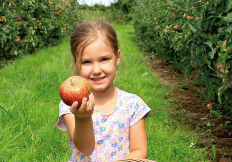 Äpfel selber pflücken Event, Edingen, der Apfel Schneider, Georg Schneider