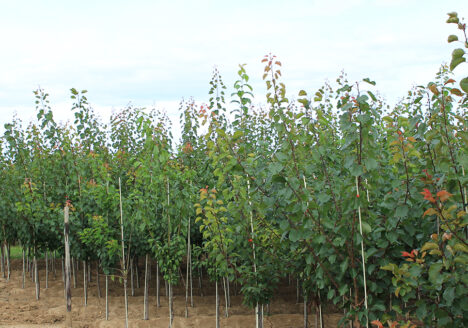 Baumschule, Obstbäume, Reiser, Aprikosen
