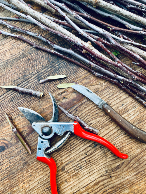 Reisser, Edelreisser, Veredlung, Baumschule, Reiserschnittgarten, veredeln, Obstgehölze