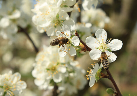 Bundeswettbewerb, Ökologischer Landbau, 2026, Bewerbung, Bio, Sorten