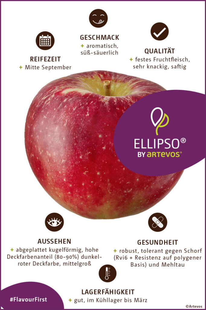 Apfel Ellipso, Eigenschaften, flach, robust, knackig, aromatisch, lagerfähig