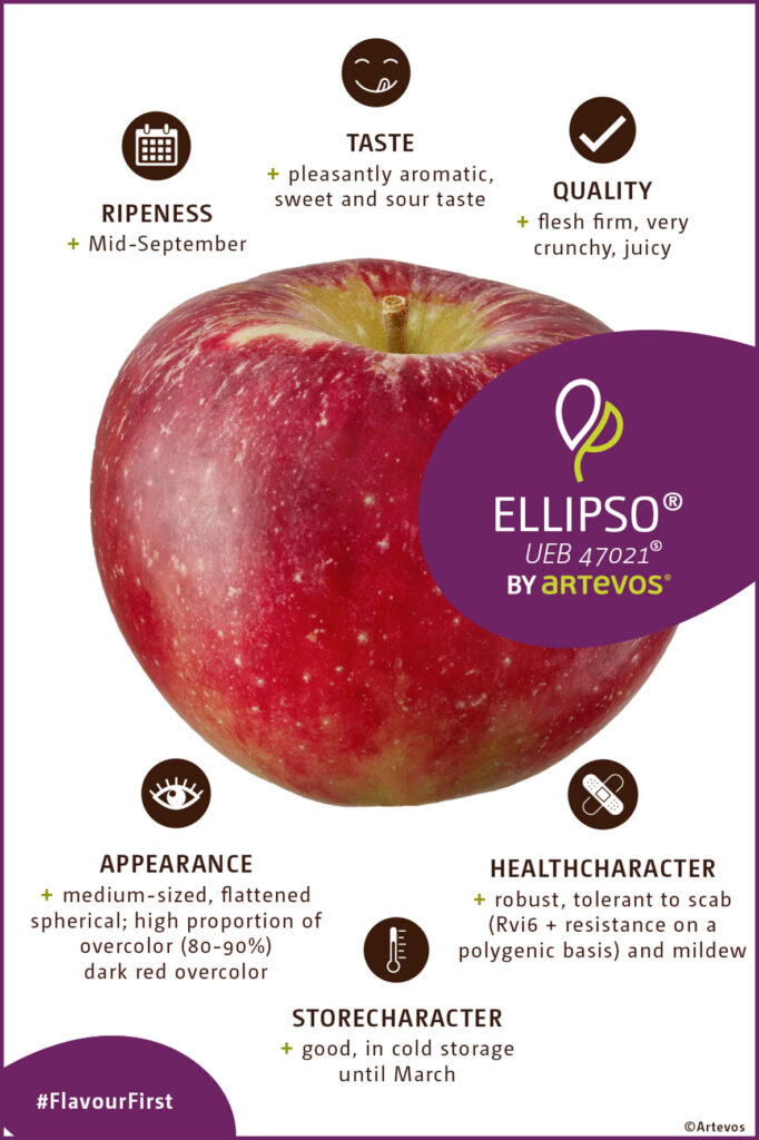 apple, Ellipso®, Artevos