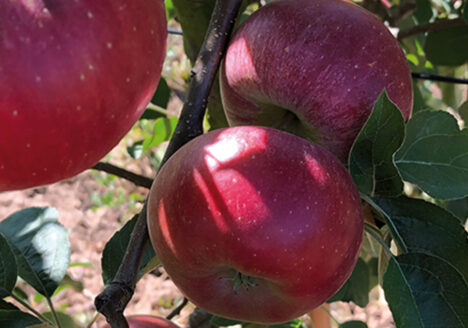 Apfel, Ellipso®, Artevos, Obstneuheit, Apfelbaum