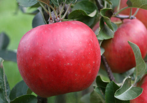 Ladina, Äpfel am Baum, 20 Jahre Anbauerfahrung, Artevos
