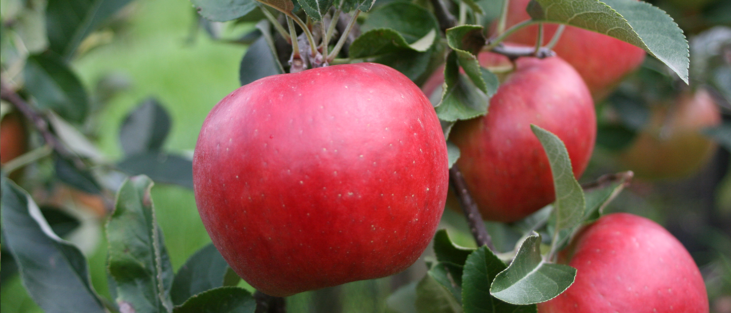 Ladina, Äpfel am Baum, 20 Jahre Anbauerfahrung, Artevos