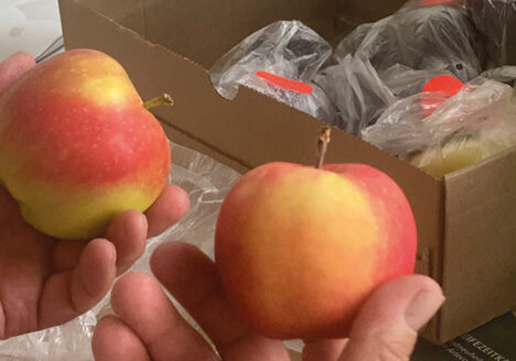 Artevos, Onlineverkostung, schorftolerante Äpfel, Verkostung