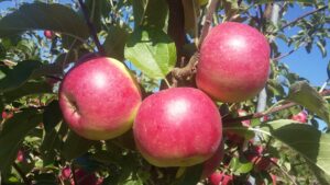 Apfel Camelot
