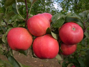 Apfel Orange Crisp