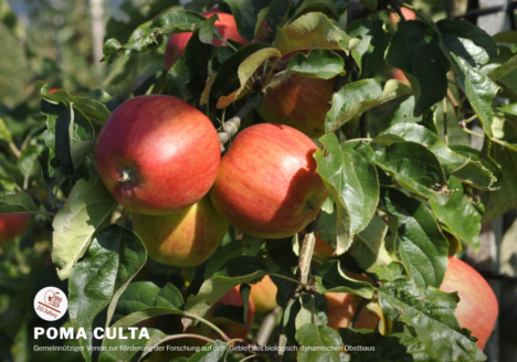 Rote Äpfel am Baum im Zuchtgarten von Poma Culta in Hessigkofen