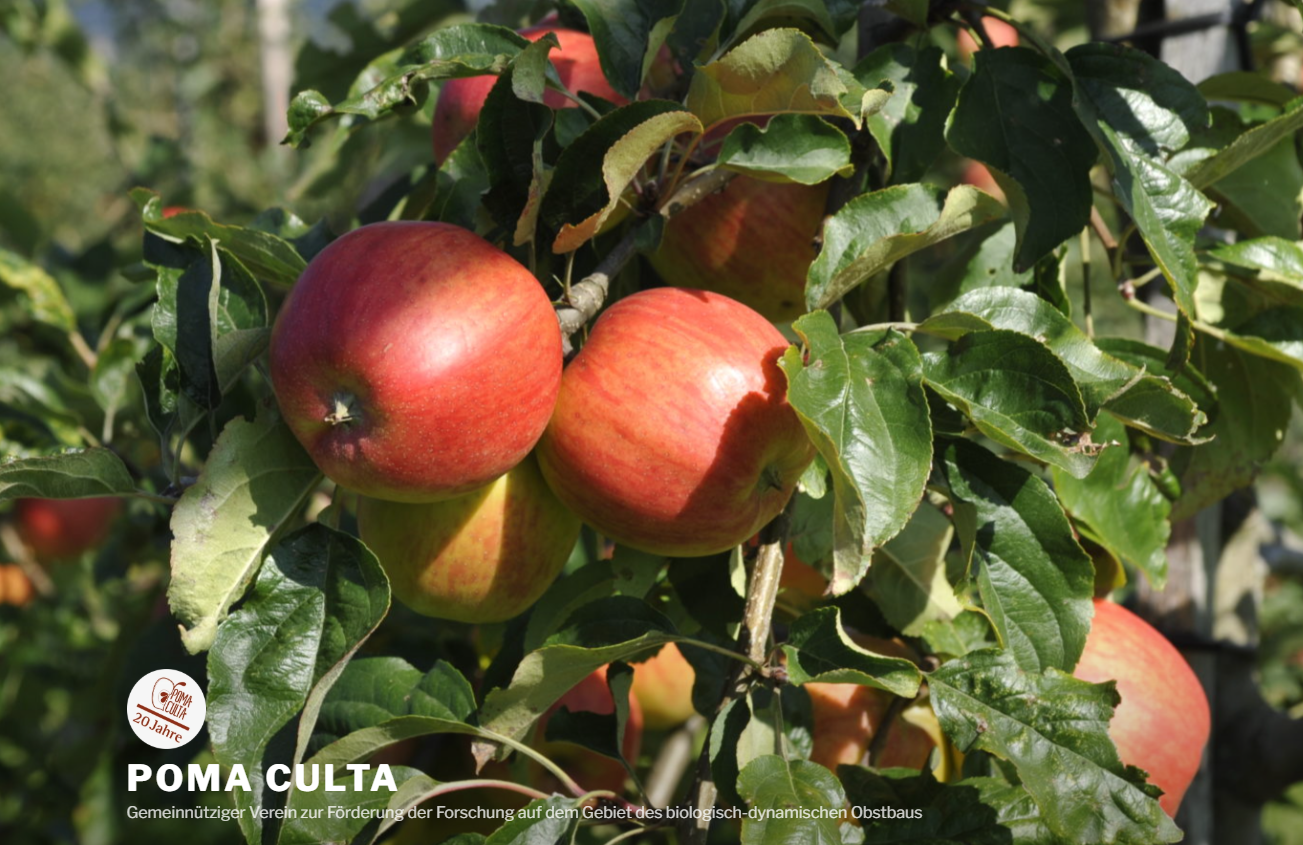Rote Äpfel am Baum im Zuchtgarten von Poma Culta in Hessigkofen